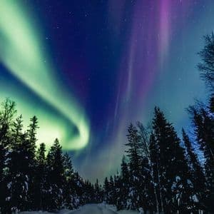 Una aurora boreal verde y morada brilla en un cielo nocturno estrellado sobre las siluetas de un bosque de pinos cubierto de nieve.
