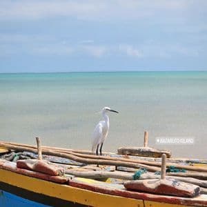 Un airone bianco si posa su una barca di legno colorata sulla riva di un mare calmo e turchese, sotto un cielo nuvoloso.