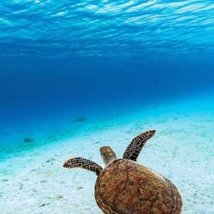 Una tartaruga marina nuota in acque limpide e blu sopra un fondale sabbioso bianco.