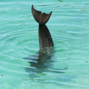 La pinna caudale di un delfino sporge verticalmente da acqua limpida e turchese, creando increspature sulla superficie.