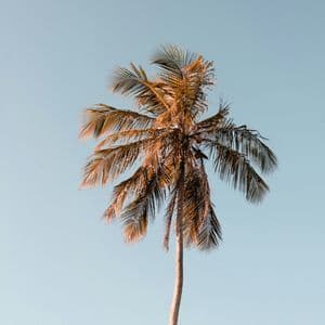 Una palma alta con le fronde illuminate dal sole si staglia contro un cielo azzurro chiaro e limpido.