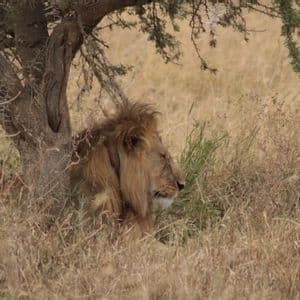 Un leone maschio con una grande criniera riposa di profilo sotto un albero spinoso, parzialmente nascosto dall'erba alta e secca in una savana.