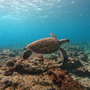 Una tartaruga marina nuota in acque limpide e blu, proprio sopra un fondale marino roccioso e ricoperto di alghe.