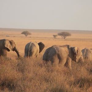 A herd of four elephants walks through tall, dry grass in a savanna during a golden sunset.