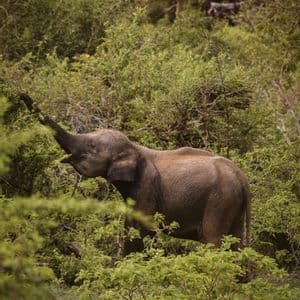Un giovane elefante è in una foresta di fitti cespugli verdi, mangiando foglie da un ramo con la sua proboscide.
