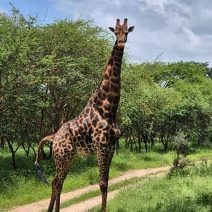 Una alta jirafa se alza en una pradera junto a un camino de tierra, mirando a la cámara, con árboles verdes y un cielo nublado de fondo.
