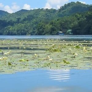 Ninfee bianche e foglie di ninfea verdi galleggiano su un lago calmo con colline boscose sullo sfondo sotto un cielo azzurro.