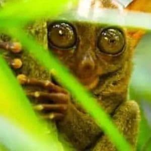 A small tarsier with large brown eyes peeks out from behind bright green jungle leaves.