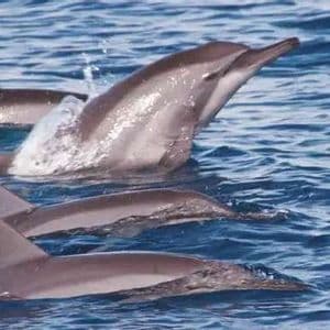 A pod of dolphins swimming and leaping out of the blue ocean water, creating a splash.