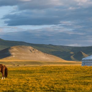 Un cheval brun broute dans un champ d'herbe dorée à côté d'une yourte blanche traditionnelle avec des collines vallonnées en arrière-plan.