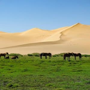Un troupeau de chevaux paît et se repose dans une verte prairie avec de grandes dunes de sable en arrière-plan sous un ciel dégagé.