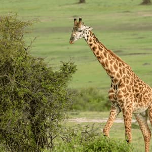 Una jirafa alta camina hacia un frondoso arbusto verde en una vasta sabana herbácea durante el día.
