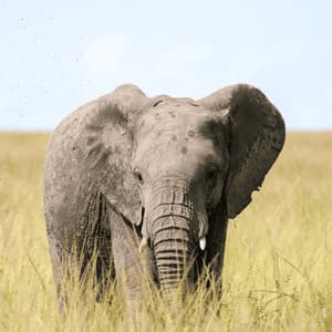 Un elefante grande con colmillos pequeños se encuentra en un campo de hierba alta y amarilla, mirando hacia la cámara.