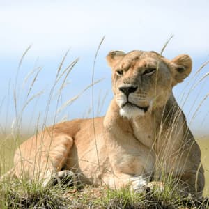 Una leona descansa en un montículo de hierba en la sabana, con hojas de hierba en primer plano bajo un cielo azul.