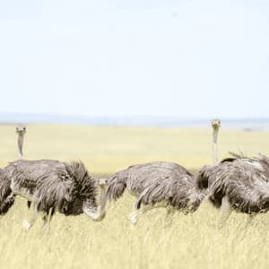 Un grupo de cuatro avestruces camina por un campo de hierba alta y amarilla en una sabana.