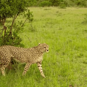 Un guepardo sale de detrás de un arbusto verde frondoso hacia un campo de hierba verde alta.
