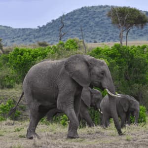 Un elefante adulto con dos crías camina por un paisaje cubierto de hierba con arbustos verdes y una colina distante.
