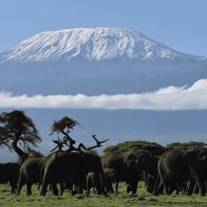 Una gran manada de elefantes camina por una sabana cubierta de hierba con una enorme montaña nevada elevándose al fondo.