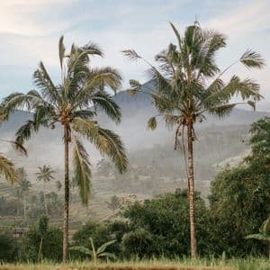 Palme che incorniciano una vista di risaie terrazzate con la nebbia che avvolge le montagne lontane