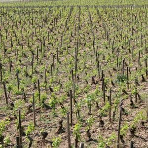 Un grande vigneto con file ordinate di giovani viti sostenute da pali, con nuove foglie verdi che germogliano.