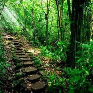 Un sentiero di gradini di pietra coperti di muschio si snoda su per una collina attraverso una giungla verde e fitta, illuminata dal sole.