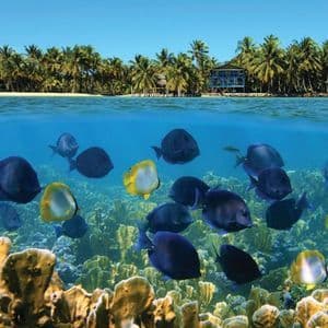 Una vista a doppio livello con pesci tropicali che nuotano su una barriera corallina e una spiaggia isolana orlata di palme visibile sopra la superficie dell'acqua.