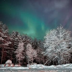 L'aurora boreale verde brilla nel cielo notturno stellato sopra una fitta foresta innevata.