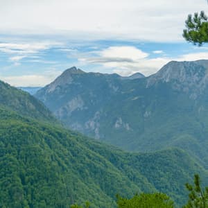 Une vue sur une chaîne de montagnes couverte d'une forêt verte dense, encadrée par des branches de pin sous un ciel nuageux.