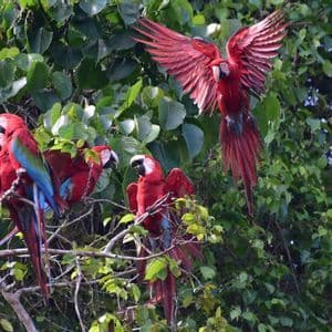Uno stormo di are rosse e verdi è posato su un rigoglioso albero verde, mentre un'ara vola per atterrare con le ali spiegate.