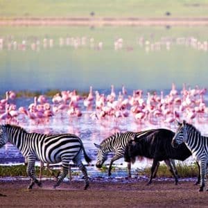 Trois zèbres et un gnou marchent le long des rives boueuses d'un lac abritant une grande colonie de flamants roses.