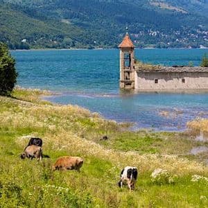 Weidende Kühe auf einer grünen Wiese an einem See mit einer teilweise versunkenen Steinkirche und bewaldeten Hügeln im Hintergrund.