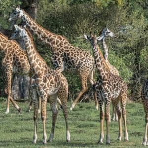 Un branco di giraffe in piedi su un campo erboso, di fronte a una fitta parete di alberi verdi.