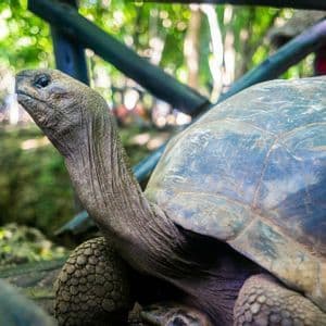 Un primo piano di una tartaruga gigante con il collo rugoso esteso, in un habitat verde e frondoso.