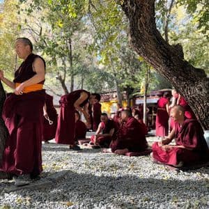 Monaci buddisti in tuniche bordeaux in piedi e seduti in un cortile di ghiaia ombreggiato sotto gli alberi.