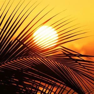 Gros plan d'une feuille de palmier en silhouette avec un soleil éclatant se couchant derrière, sur un ciel orangé.