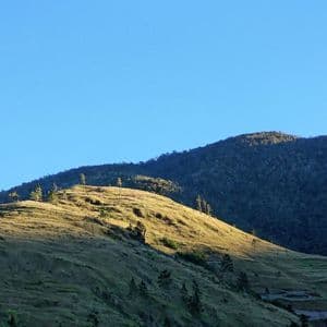 Une colline herbeuse ensoleillée avec des arbres épars se dresse devant une montagne forestière plus sombre sous un ciel bleu clair.