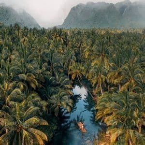 Vista aerea di una persona su una zattera di bambù che naviga un fiume in una fitta foresta di palme.