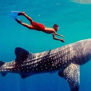 Una persona con maschera e pinne nuota accanto a un grande squalo balena in acque cristalline.