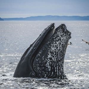 Une baleine à bosse émerge de l'océan étincelant, la bouche grande ouverte, montrant ses fanons tandis que des oiseaux volent.