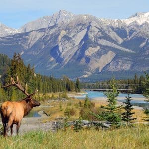 Un grande alce con le corna si erge su una sponda erbosa del fiume, con un fiume turchese e montagne innevate sullo sfondo.