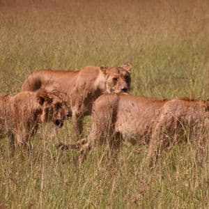 A pride of lions, including a lioness and cubs, walks through a field of tall, dry grass.
