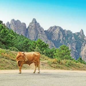 Eine braune Kuh steht auf einer Bergstraße, vor einer Kulisse aus Kiefern und zerklüfteten Felsgipfeln unter einem klaren Himmel.