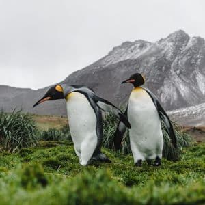 Dos pingüinos rey se alzan sobre una colina cubierta de hierba, con una gran montaña nevada visible detrás de ellos bajo un cielo nublado.