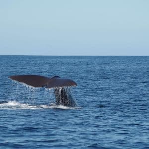 La nageoire caudale d'une grande baleine, l'eau ruisselant d'elle, alors qu'elle plonge dans l'océan bleu profond.