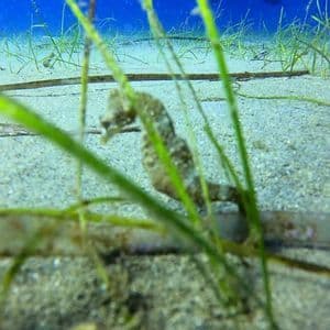 Un cavalluccio marino riposa sul fondale sabbioso tra le verdi foglie di posidonia sotto l'acqua blu.
