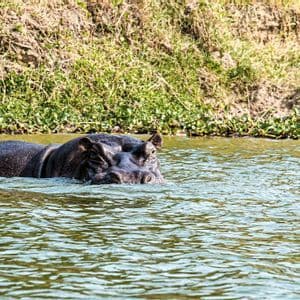 Ein Flusspferd mit Kopf und Rücken über der Wasseroberfläche schwimmt in einem Fluss neben einem grasbewachsenen Ufer.
