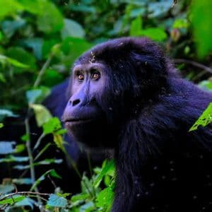 Ein schwarzer Gorilla mit bernsteinfarbenen Augen blickt aus einem dichten, grünen Dschungeldickicht nach links.