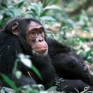 Nahaufnahme eines Schimpansen, der auf dem Waldboden ruht, umgeben von grünem Laub.