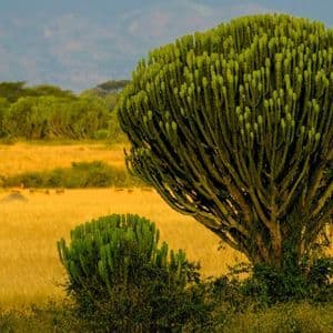 Ein großer Kandelaberbaum steht in einer goldenen Savanne mit einer einsamen Antilope im hohen Gras und fernen Bergen am Horizont.