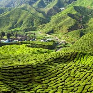 Vast green tea plantations covering rolling hills, with a small village nestled in a valley.